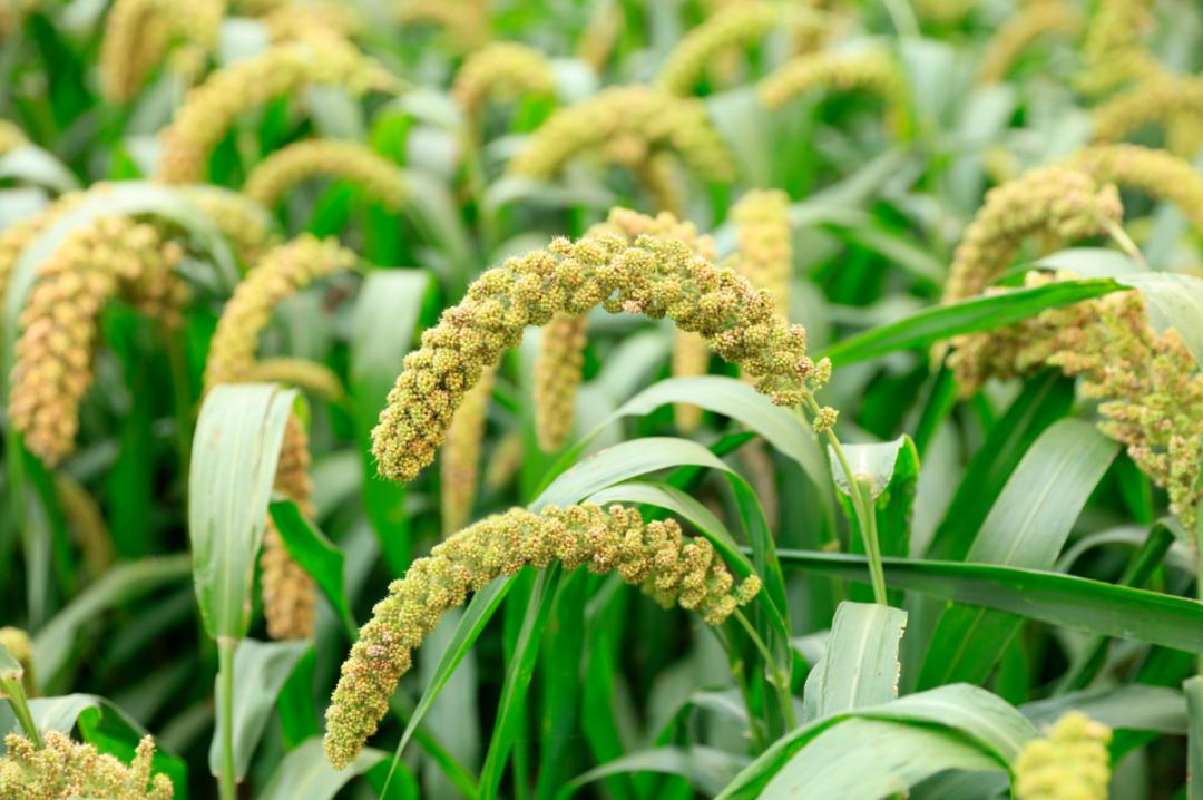 谷子的真实传说,谷子的起源与分类史研究