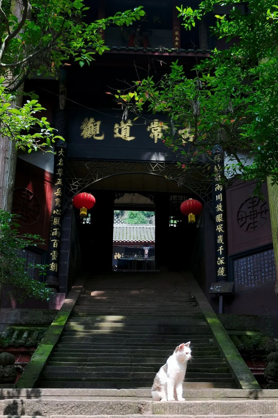 青城山森林秘境,青城山风光好去处