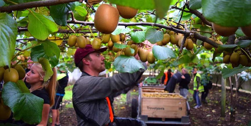 新西兰弄走了湖北猕猴桃，还让中国人付版权费？