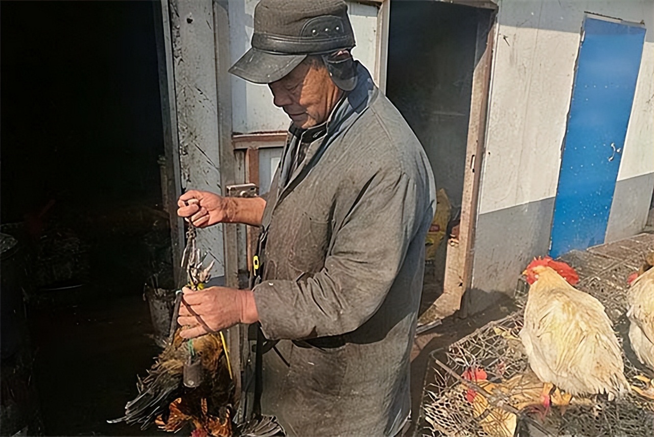 巨蟒报恩当保姆,96年海南巨蟒