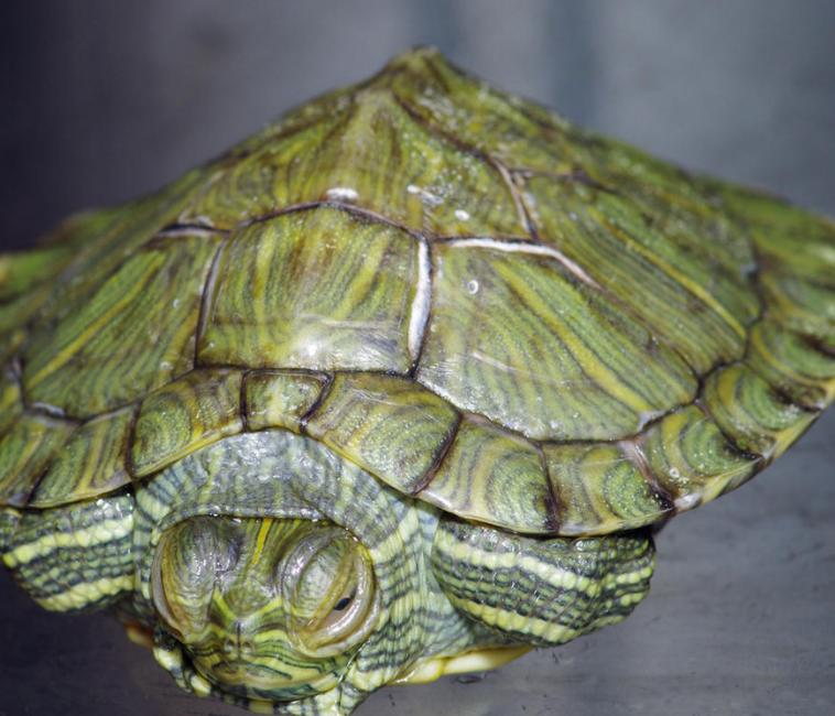 巴西龟在秋天咋养,巴西龟秋天怎么养