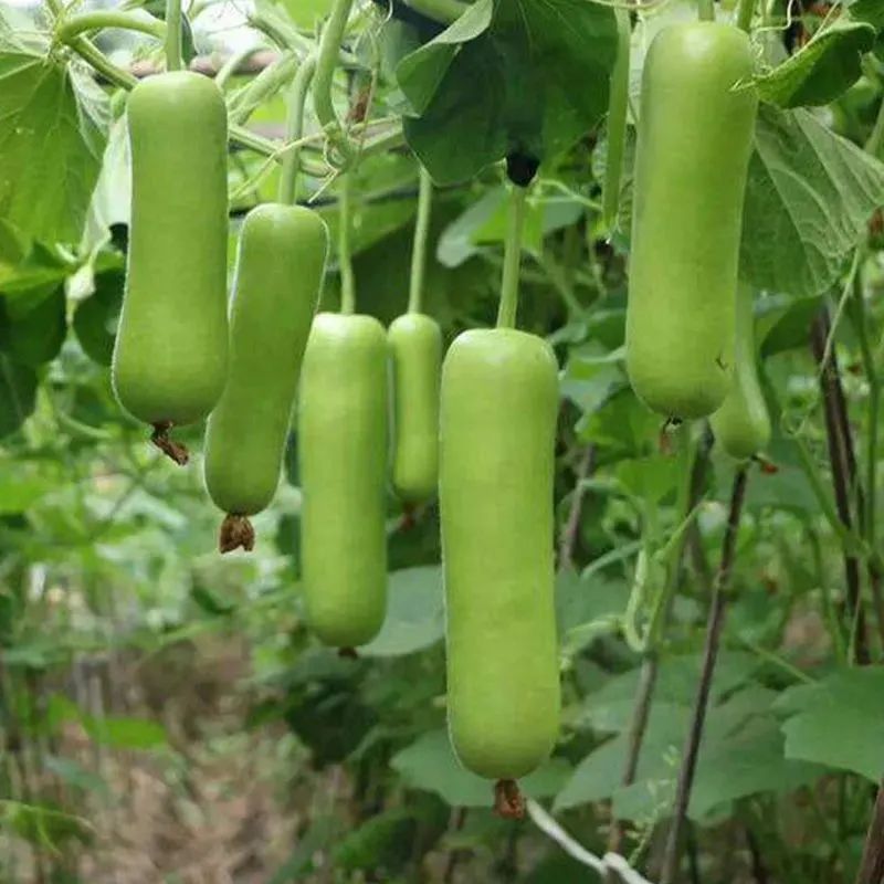 瓠子种植技术指南,瓠子高产技术