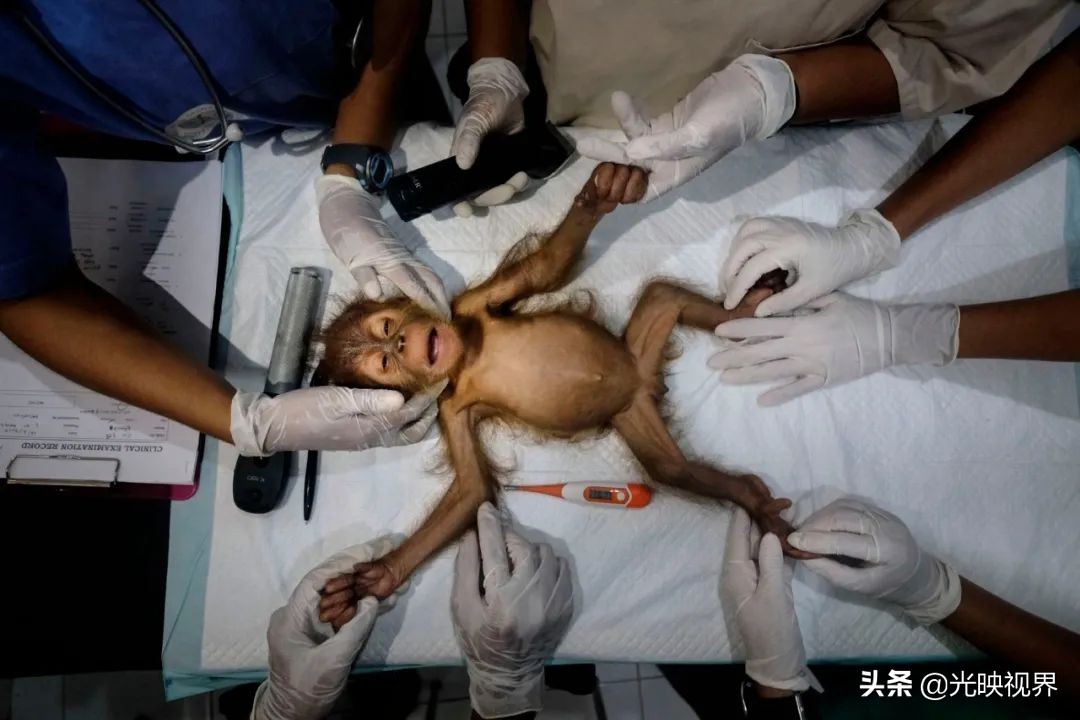 科学与艺术结合，展现自然之美——2021年世界自然摄影奖获奖作品