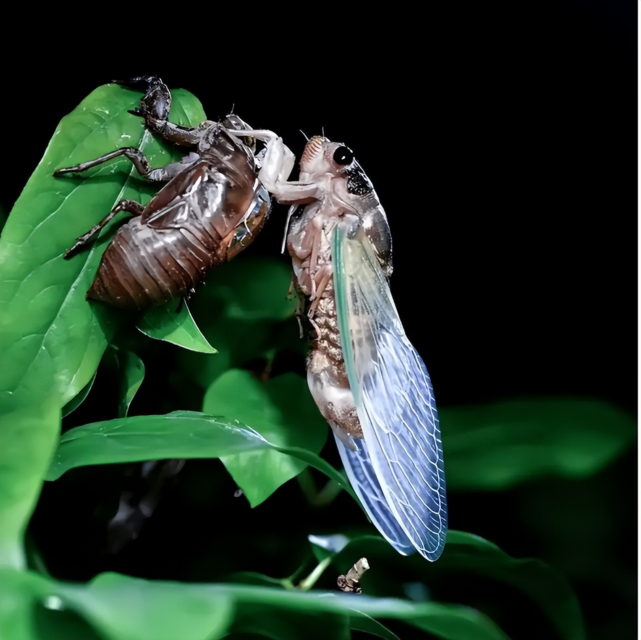 丽水知了每斤卖400元,丽水市民抓知了卖260元一斤