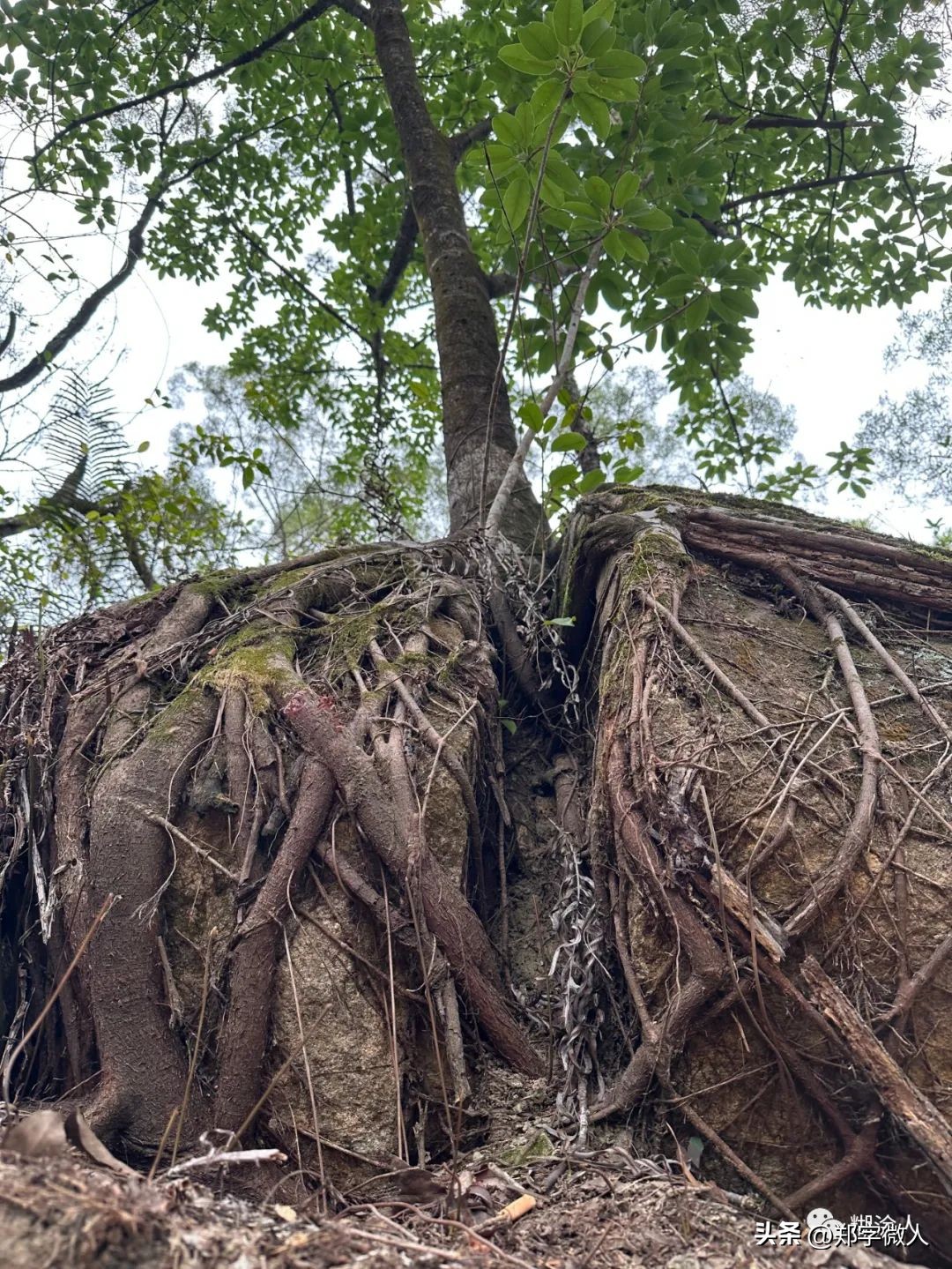 金浦双髻山：龙首环青