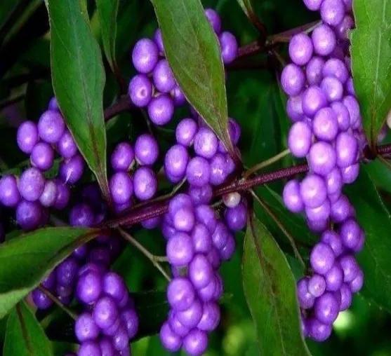 奇花异草是一道道亮丽的风景线,五彩缤纷的春天奇花异草