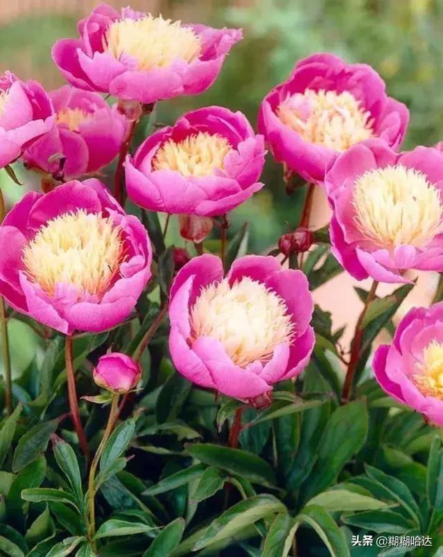 赏心悦目的花朵，风采万千，千姿百态，魅力无限，太美了