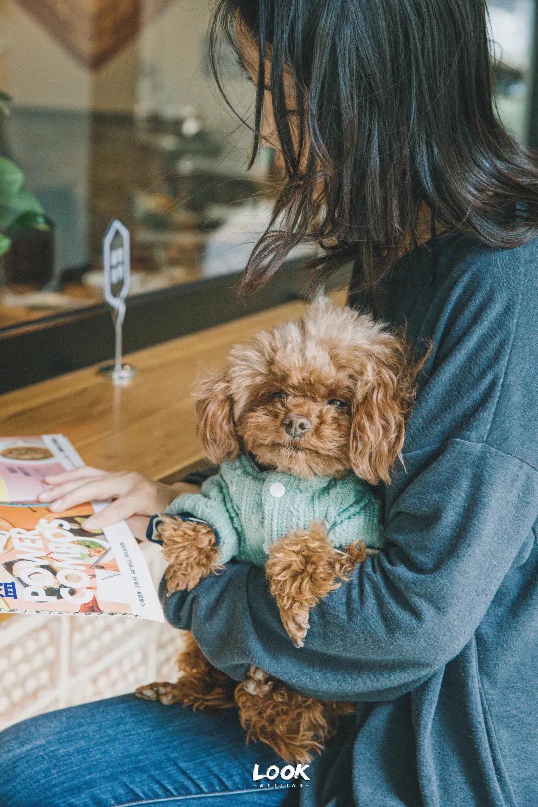 宠物和春天都不可以辜负！北京这6家宠物友好店，随时都能带着自家“毛孩子”去玩