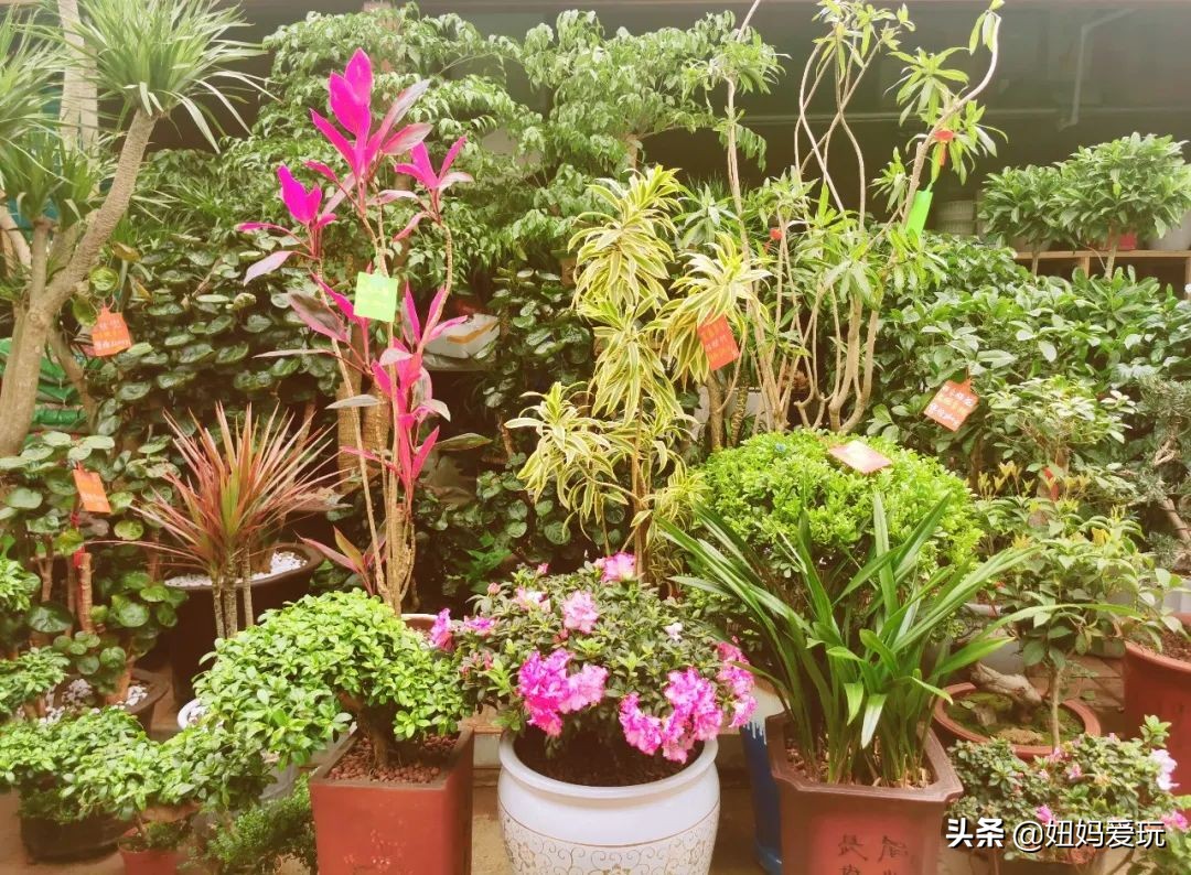 济南市市中区花鸟鱼虫市场在哪里,济南凤凰山花鸟鱼虫市场