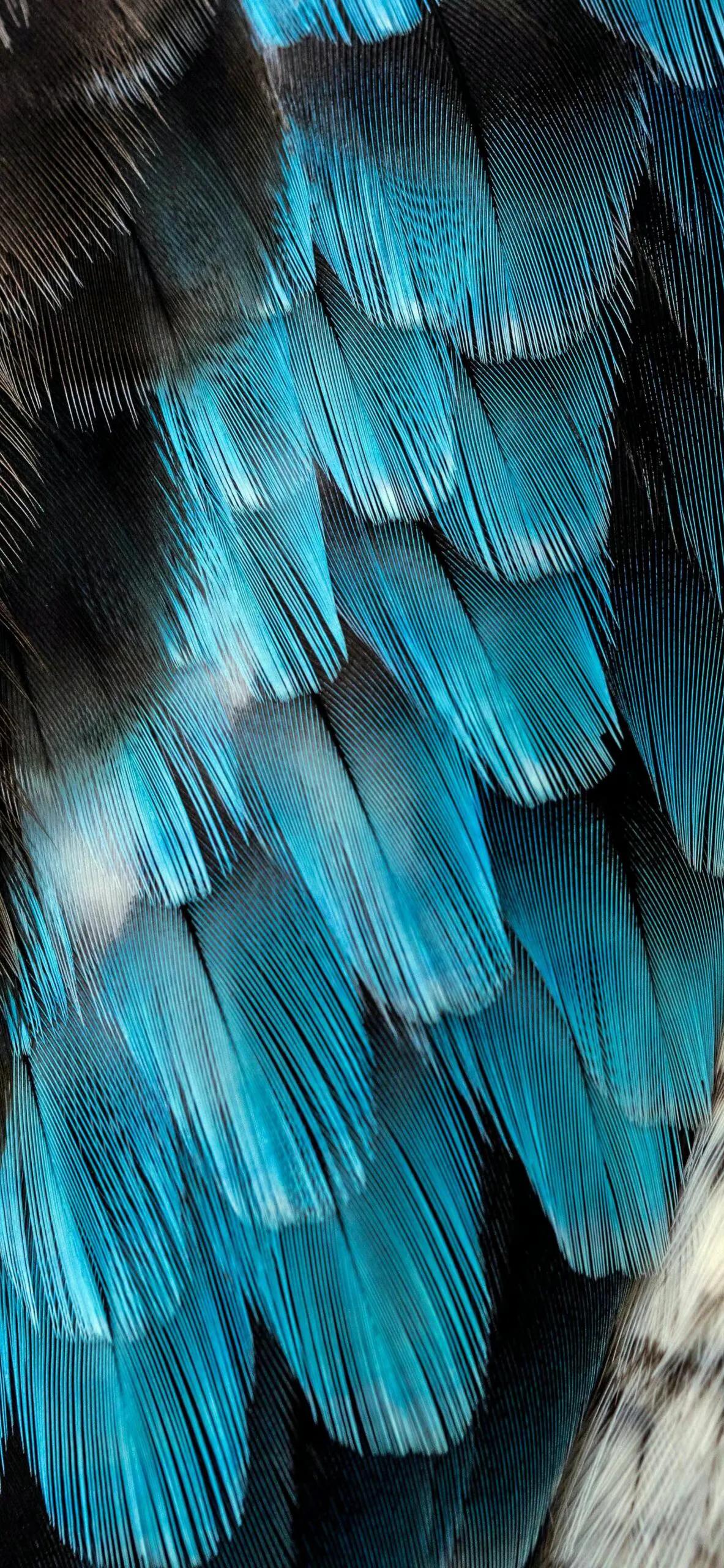 漂亮的羽毛手机壁纸,漂亮的羽毛壁纸手机超清