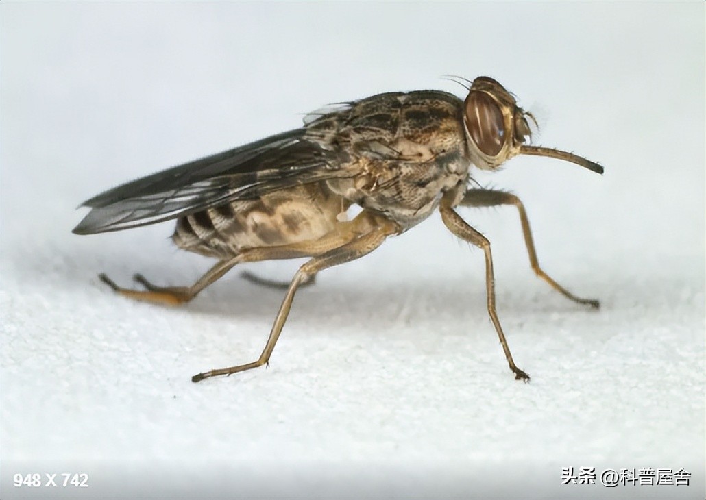 控制大脑的寄生怪物,控制宿主的恐怖生物