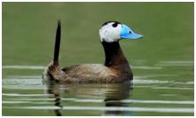 鸟类在分类学中统称为什么,鸟纲分类总表