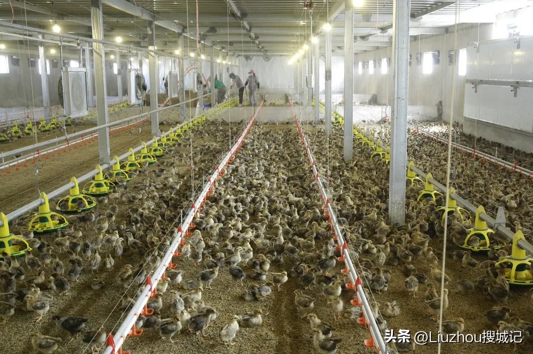 跟着广播看乡村,跟着老乡看乡村振兴