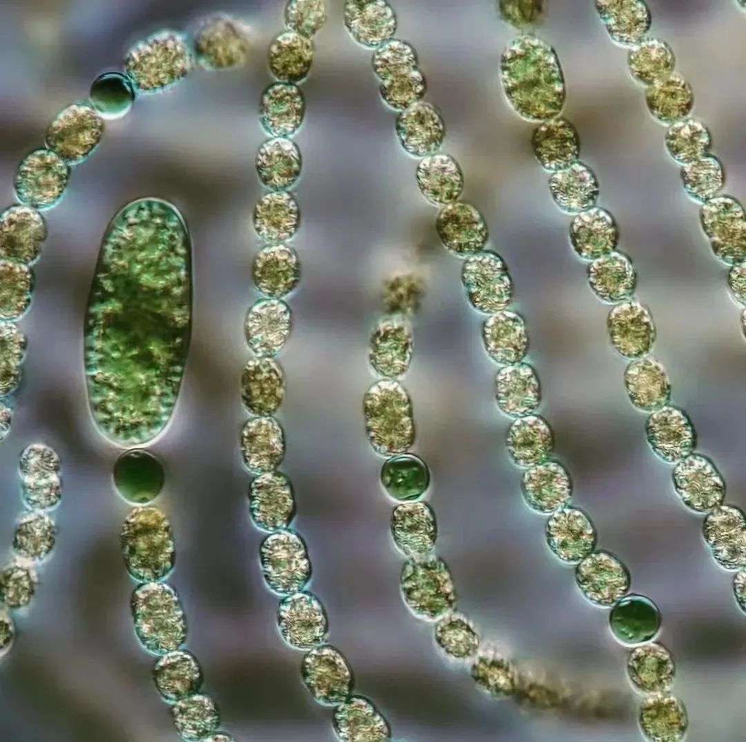 地球简史书籍完整版,地球简史46亿年的奇迹