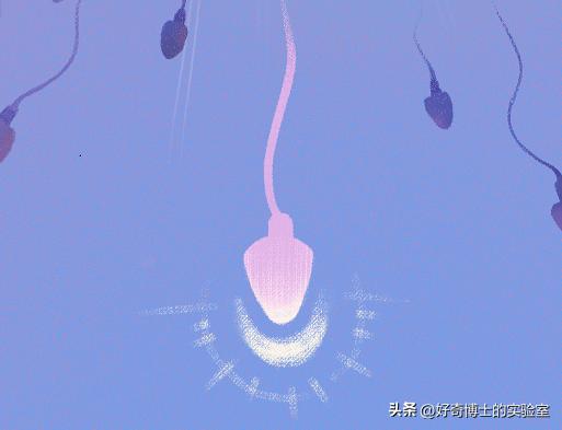 精子进入人体1小时变化,精子进入人体24小时变化