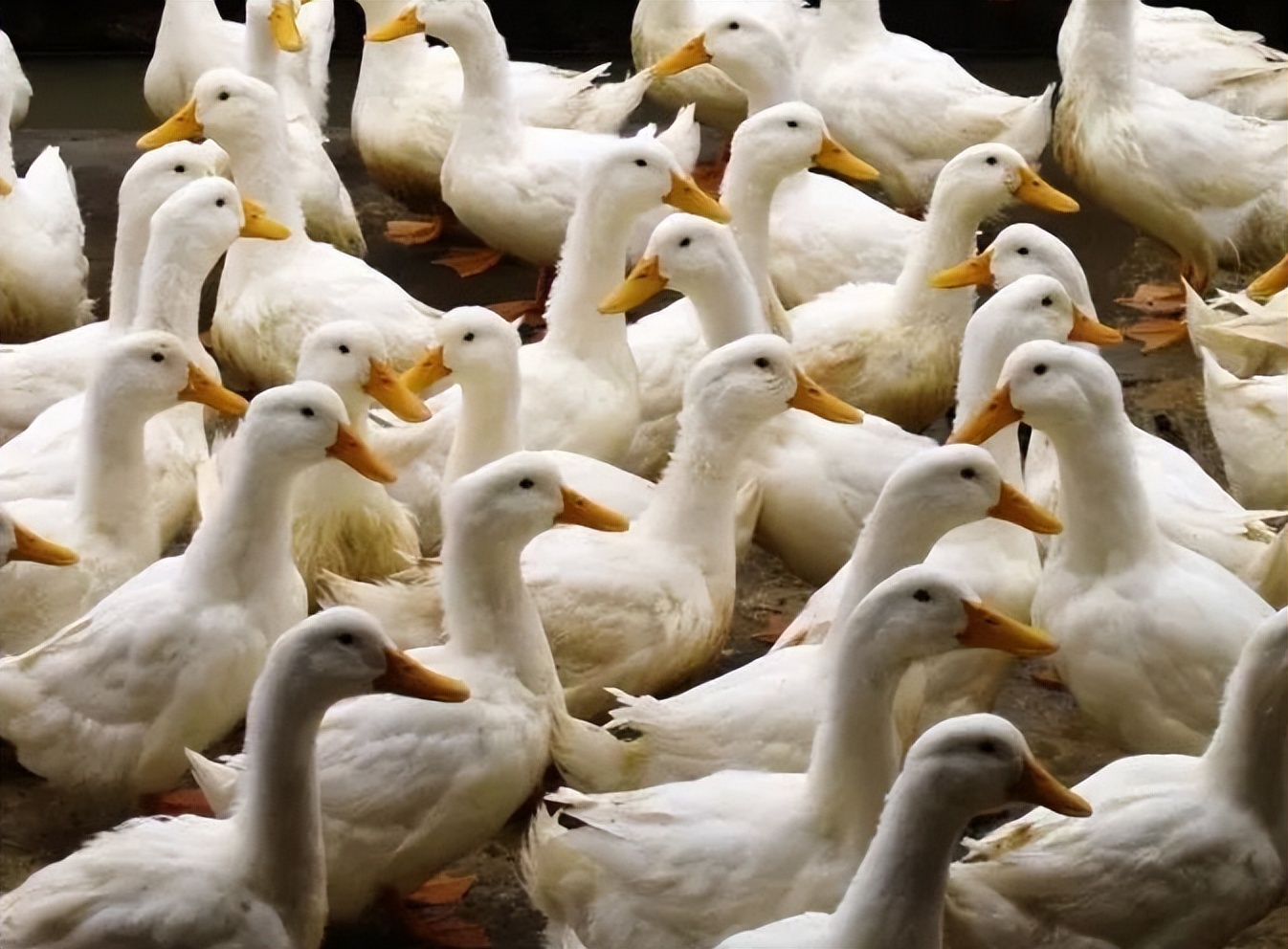 蛋鸭产蛋出现畸形,鸭子产蛋少是什么原因