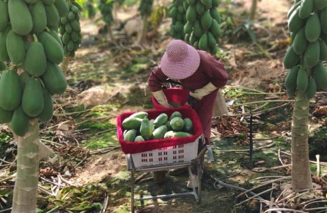 共享黄肉甜蜜——海南黄肉木瓜种植前景、技巧与收益分析