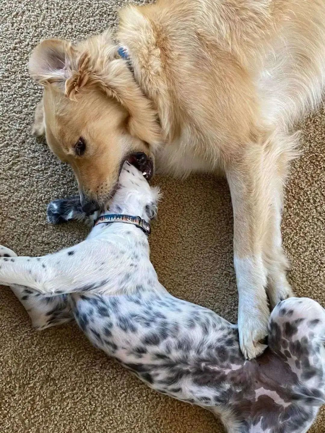 金毛嘴巴一直流白泡沫怎么办,金毛口水泡沫太多了什么原因