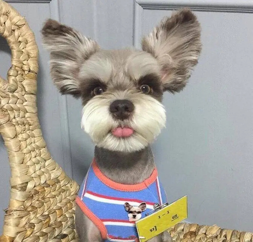 建议新手养的10种小型犬性格好的,便宜好养的五种小型犬