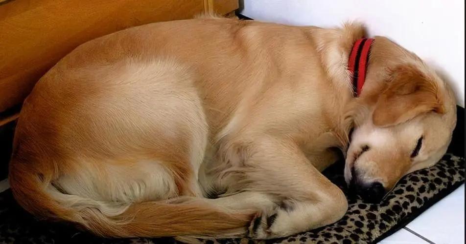 狗狗的肠道不好引起的口臭怎么办,狗狗肠胃不好平时应该怎么调理