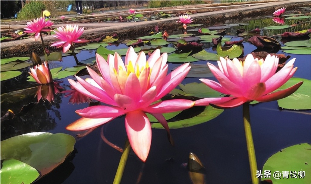 独家揭秘南国花城夏季四季惊艳