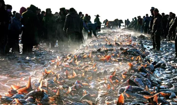 查干湖冬捕单网鱼超10万斤,查干湖冬捕一网最大出鱼量