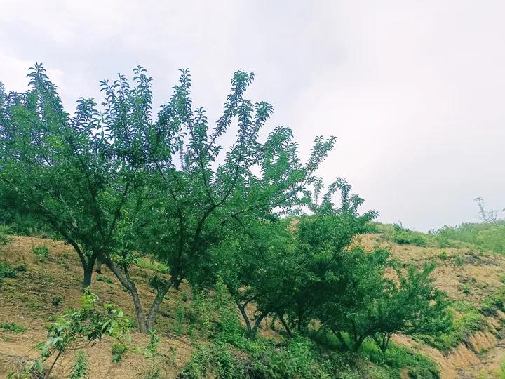 农村小伙回乡创业种果树,三个农村小伙回乡创业建果园