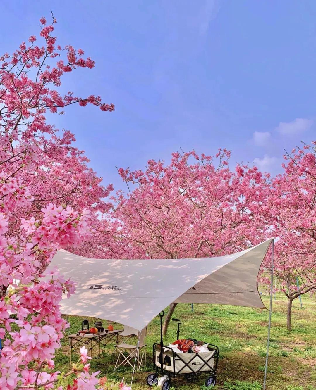 昆山樱花与日本樱花,来这里可以赏到中国最美樱花