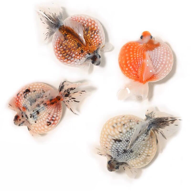 文种金鱼和草种金鱼哪个好养,文种金鱼品种