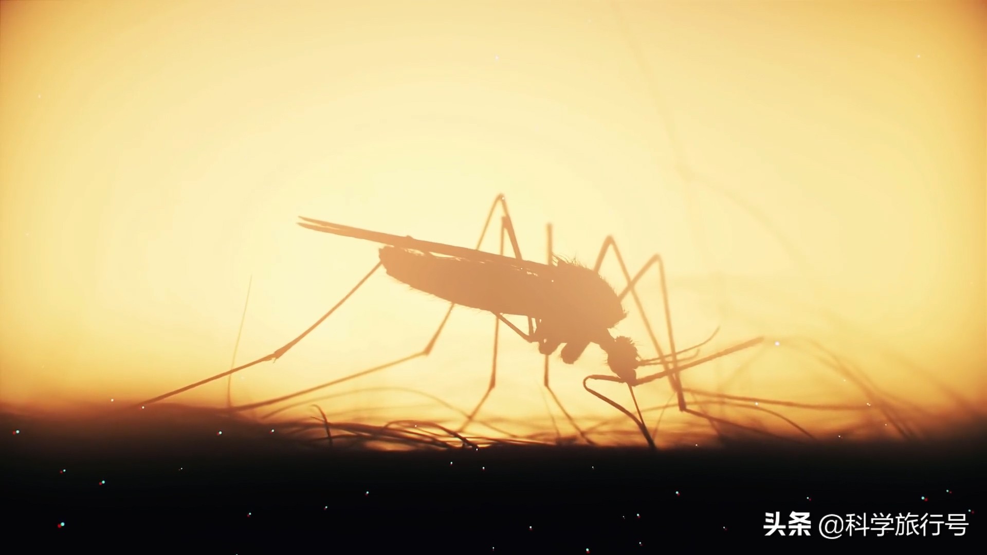 蚊子吸血过程有多恐怖,蚊子吸血的过程有多恐怖