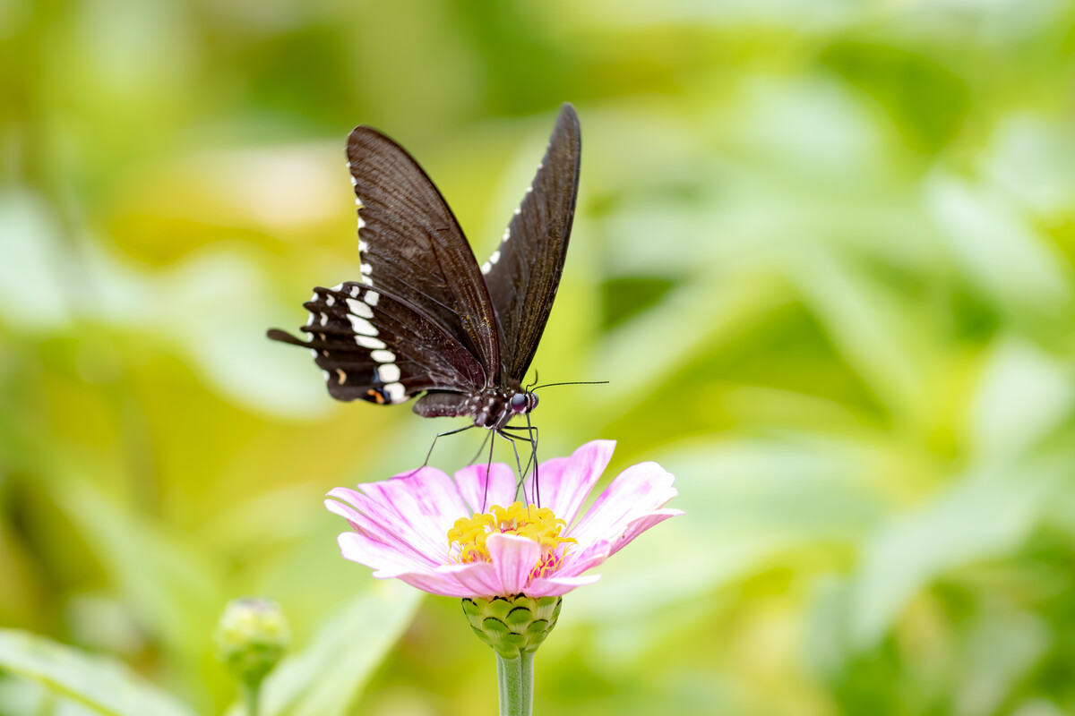 关于春天的100首经典诗词,春天最美的诗词有哪些