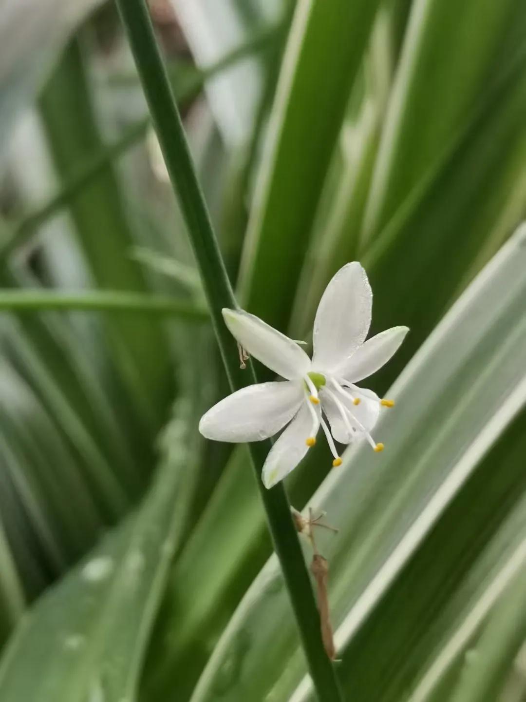 生活就是用一两分的甜冲淡8分苦,生活用一两分的甜冲淡七八分的苦