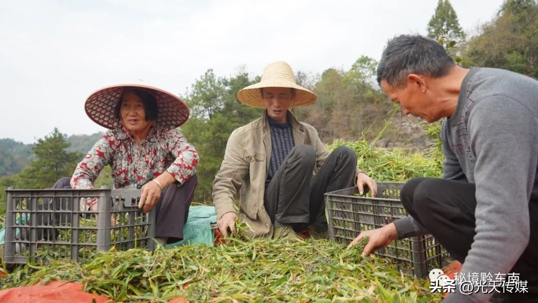 贵州岑巩：黄精变“黄金”村民采收忙