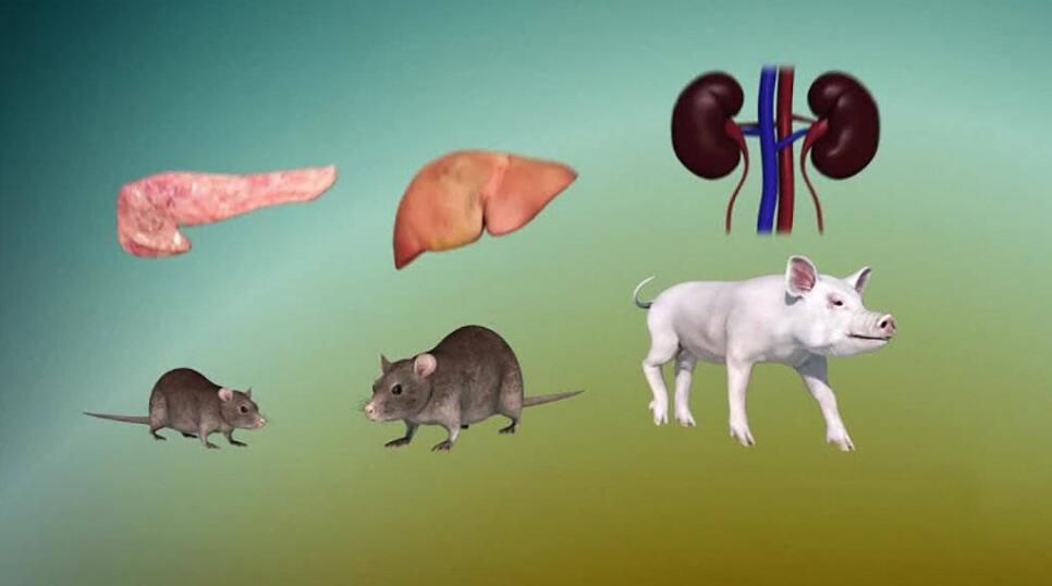 人兽真能杂交，日本批准“人兽杂交胚胎”实验，是福是祸？