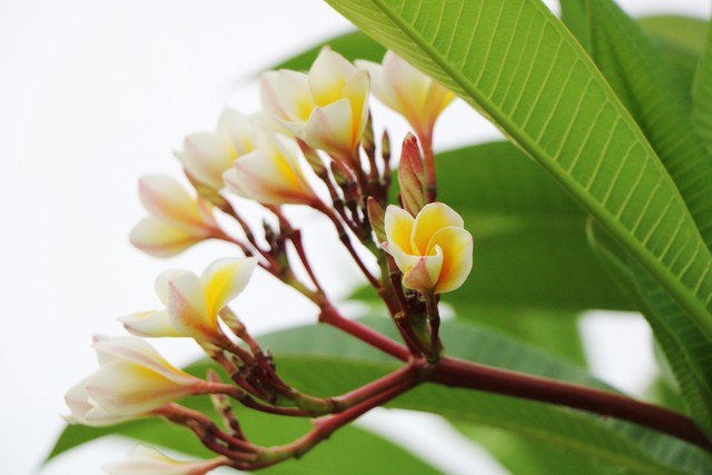 适合懒人在家养的5种花,适合新手养的3种花超级好养