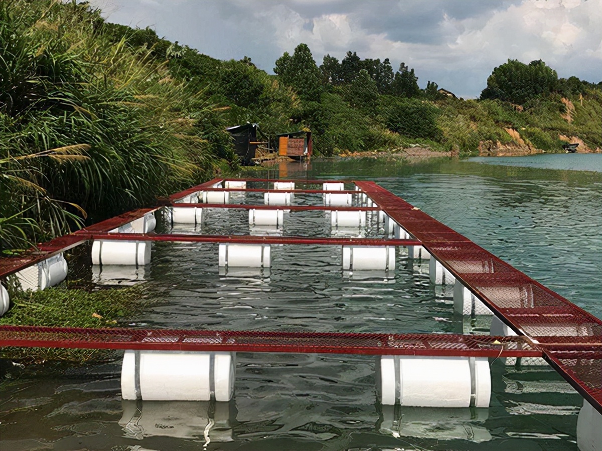 网箱养什么鱼最赚钱,网箱养鱼适合养什么鱼