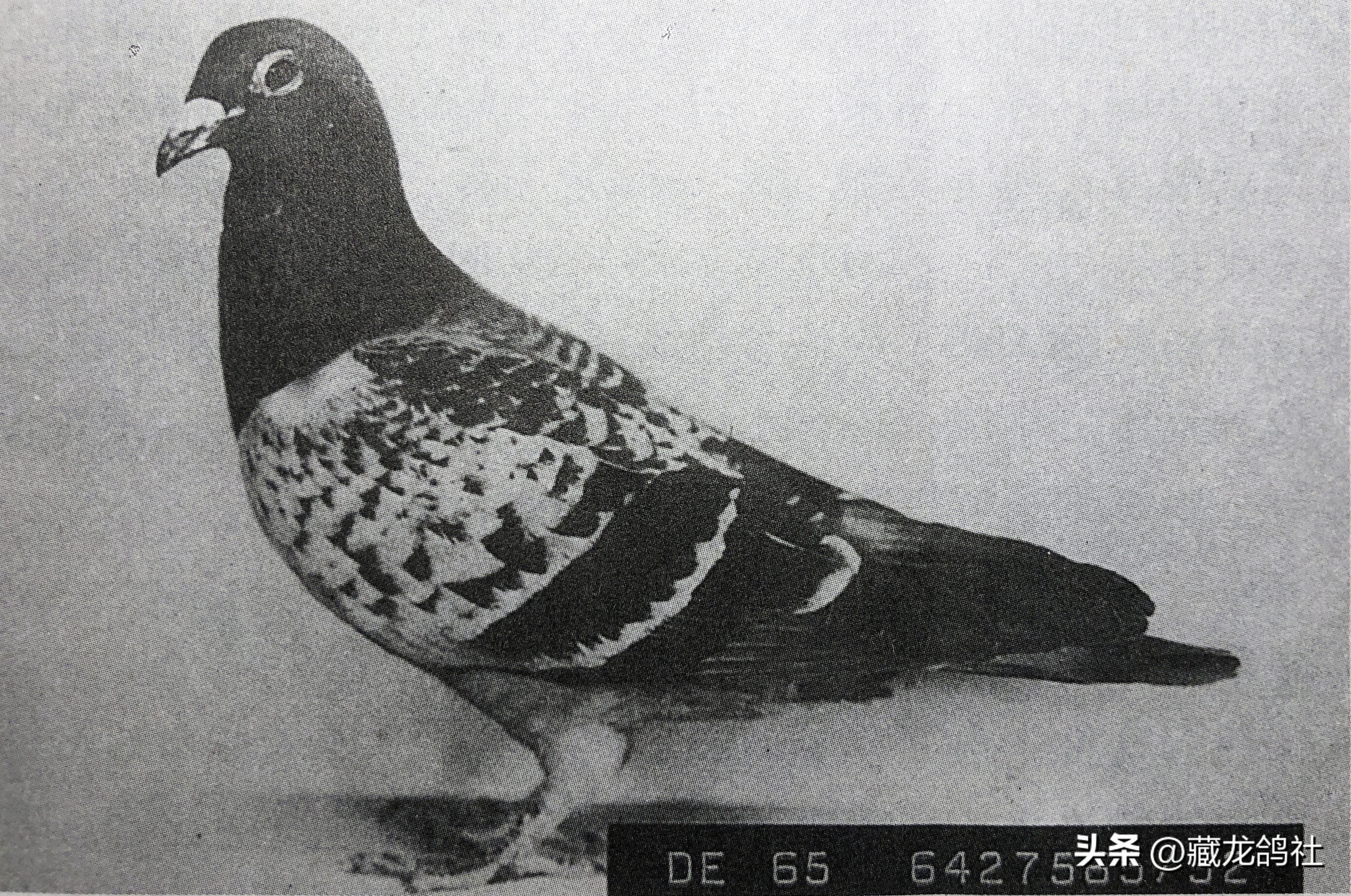 被两度禁赛的杰夫·冯莱尔袒露赛鸽的绝学