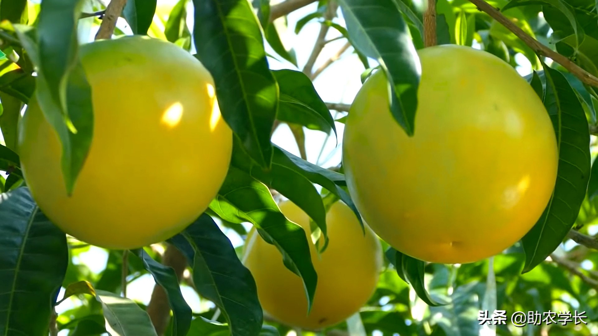 果冻果是什么,果冻果是什么东西