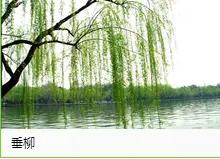 钻木取火木材着火点,适合钻木取火的木材