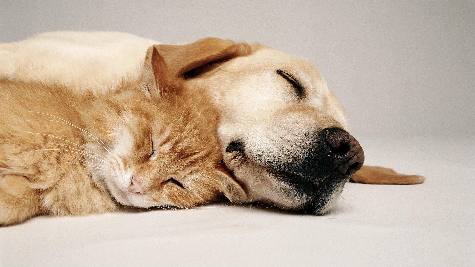 宠物问诊｜两月龄的狗狗拉肚子怎么办？