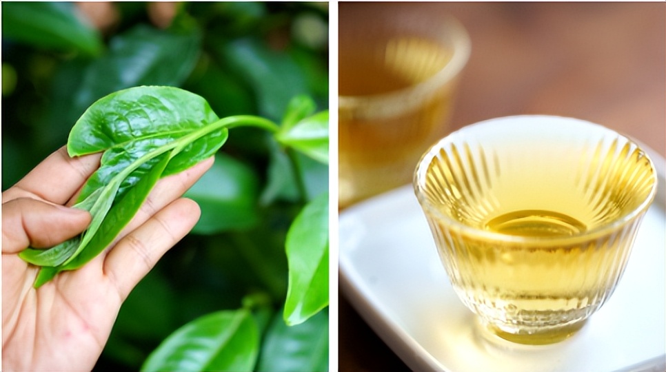 内含物质高达52％的茶种，竟然在云南？|2023茶山播报06