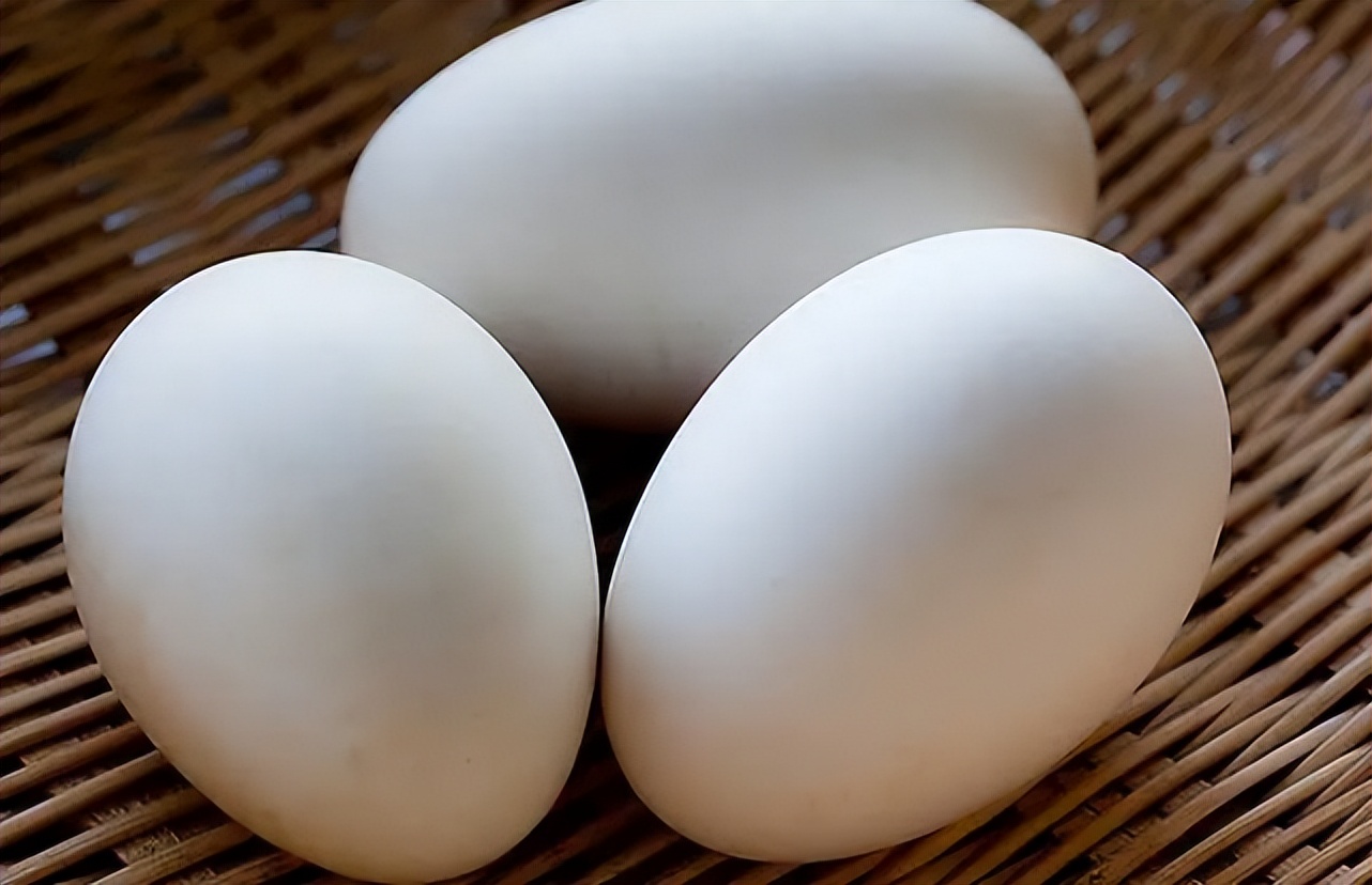 鹅下软蛋为什么,家鹅生软壳蛋的原因