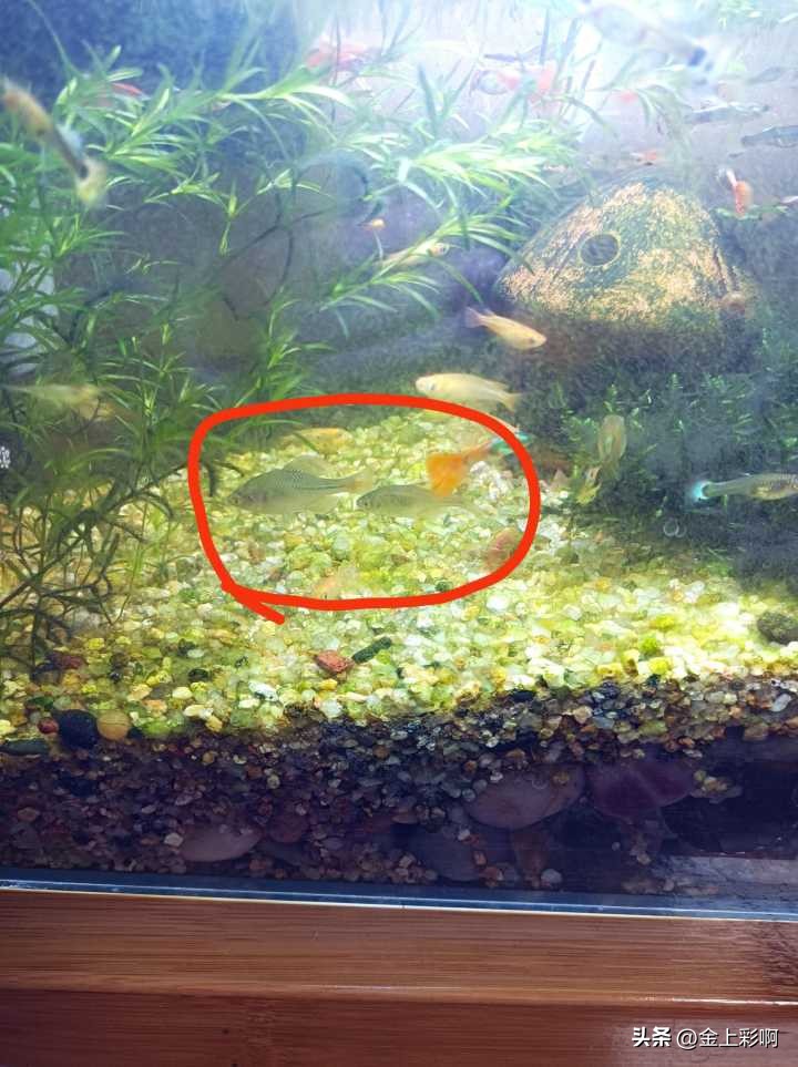 新手适合养什么鱼,新手适合养什么鱼超小型冷水鱼