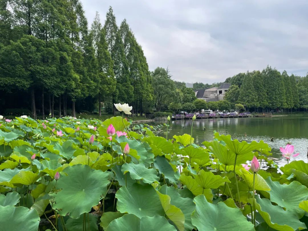 桃花源大面积别墅,全国顶级豪宅桃花源