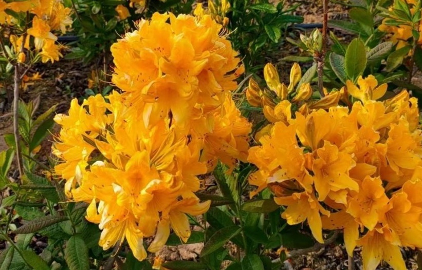 清明期间开的野花有哪些,清明节野花