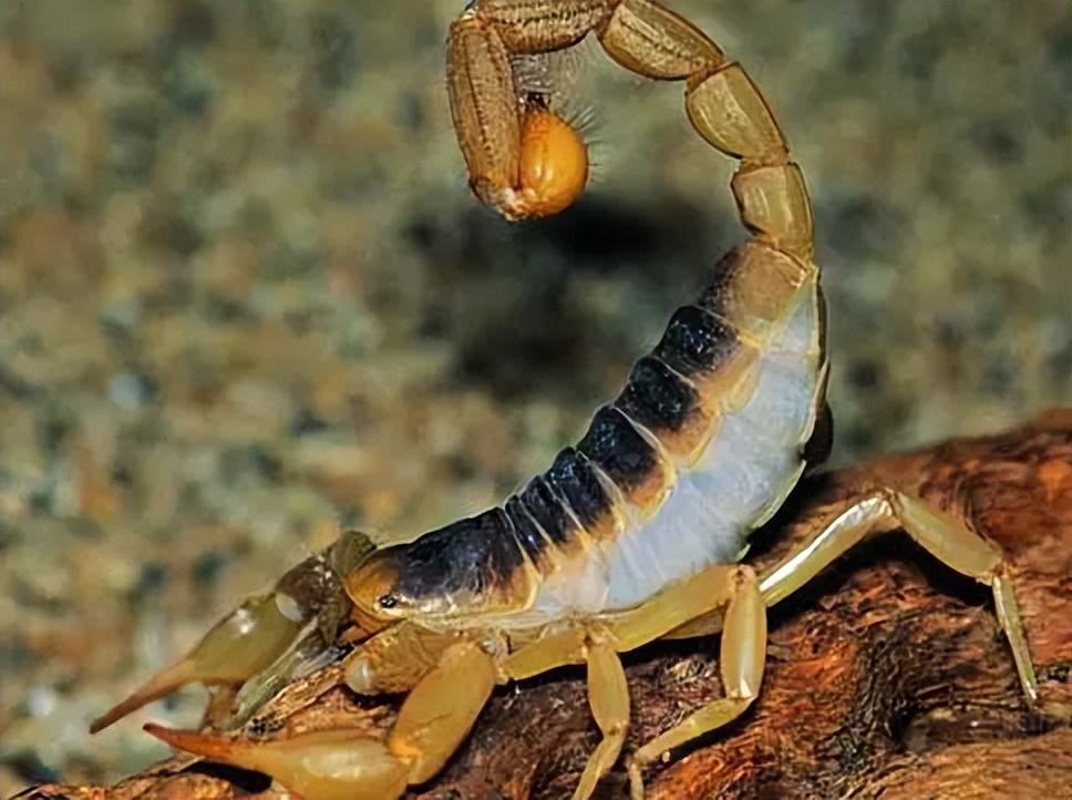 蝎子养殖的前期工作是什么,蝎子繁殖期怎么管理