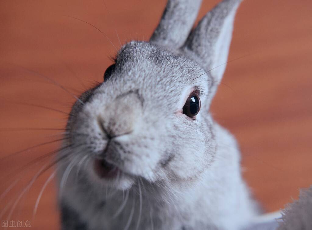 兔子长癣可以用皮炎平吗,兔子鼻子长癣可以用碘伏吗