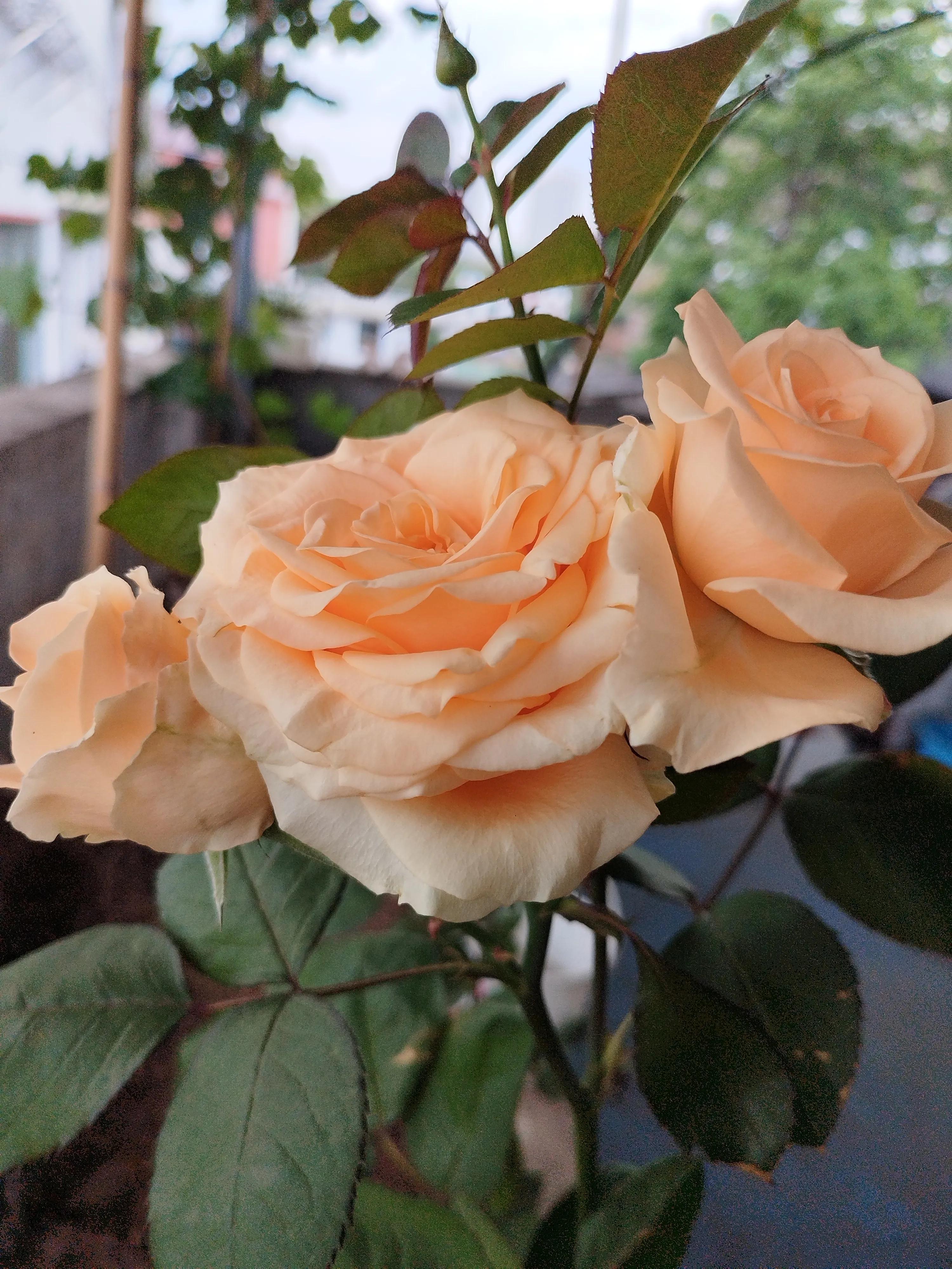 读历史让人伤感,历史真实的不忍细读