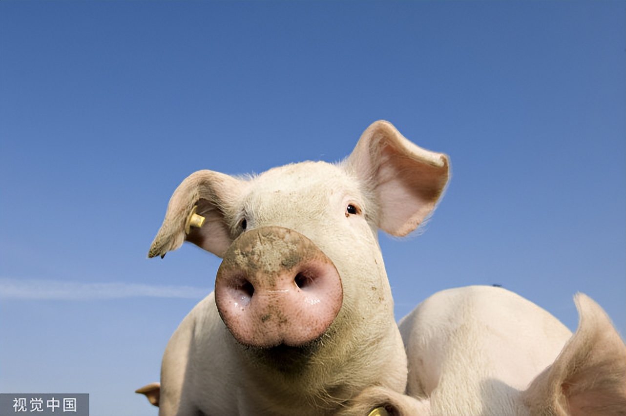 母猪呕吐不食用啥药治,母猪临产不吃食反吐怎么办
