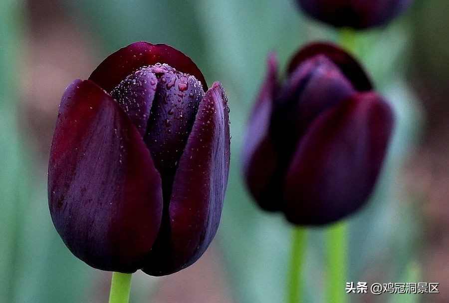 郁金香玫瑰花语是什么,金色郁金香花语和寓意